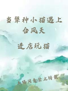 當犟種小貓遇上臺風天